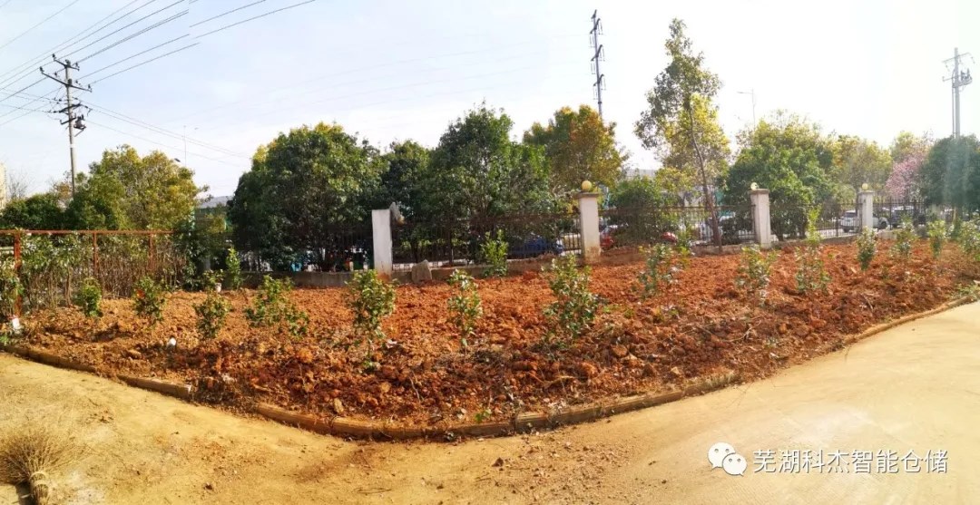 科杰公司種植樹(shù)木